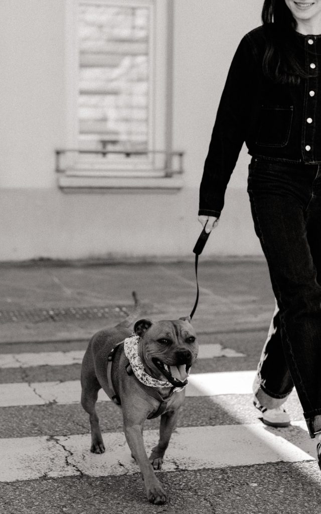 pet sitter roanne - garde animaux roanne - garde chien roanne - garde chat roanne - cat sitting roanne - cat sitter roanne - dog sitting roanne - dog sitter roanne - promenade chien roanne