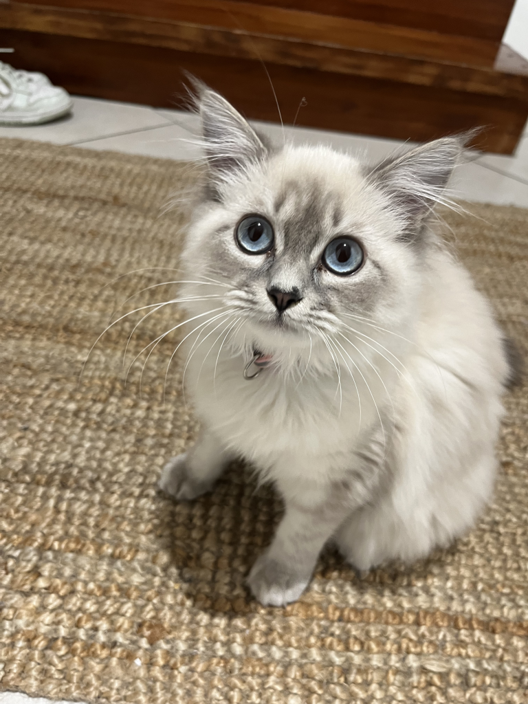 pet sitter roanne - garde animaux roanne - garde chat roanne - cat sitting roanne - cat sitter roanne