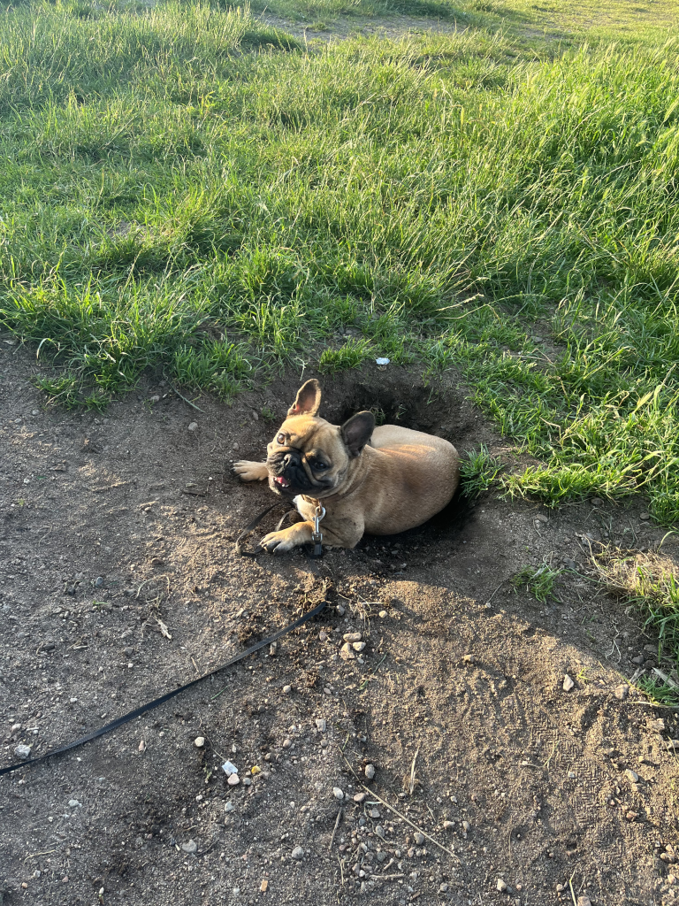 pet sitter roanne - garde animaux roanne - garde chien roanne - dog sitting roanne - dog sitter roanne