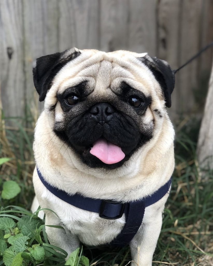 pet sitter roanne - garde animaux roanne - garde chien roanne - dog sitting roanne - dog sitter roanne