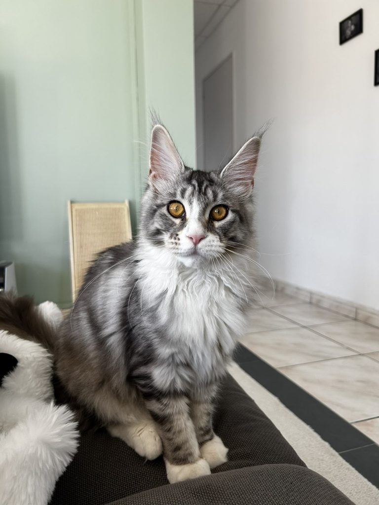 pet sitter roanne - garde animaux roanne - garde chat roanne - cat sitting roanne - cat sitter roanne