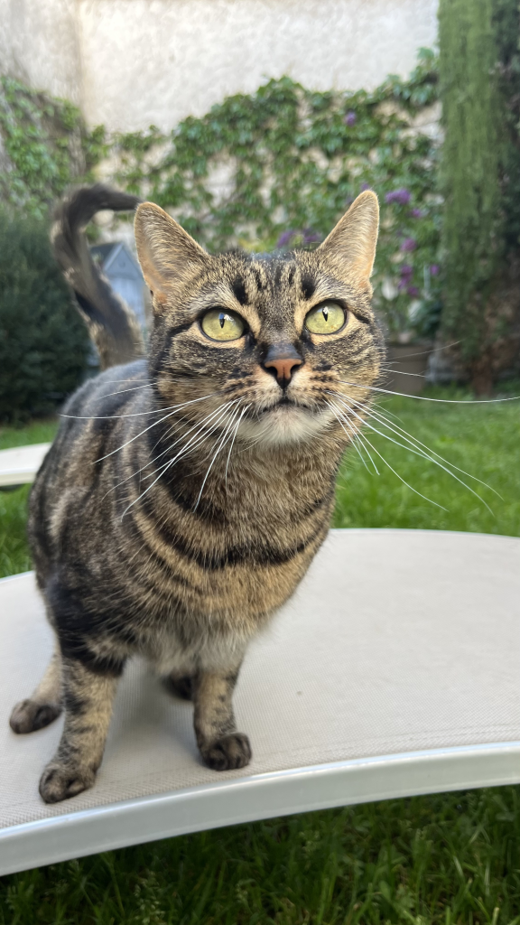 pet sitter roanne - garde animaux roanne - garde chat roanne - cat sitting roanne - cat sitter roanne