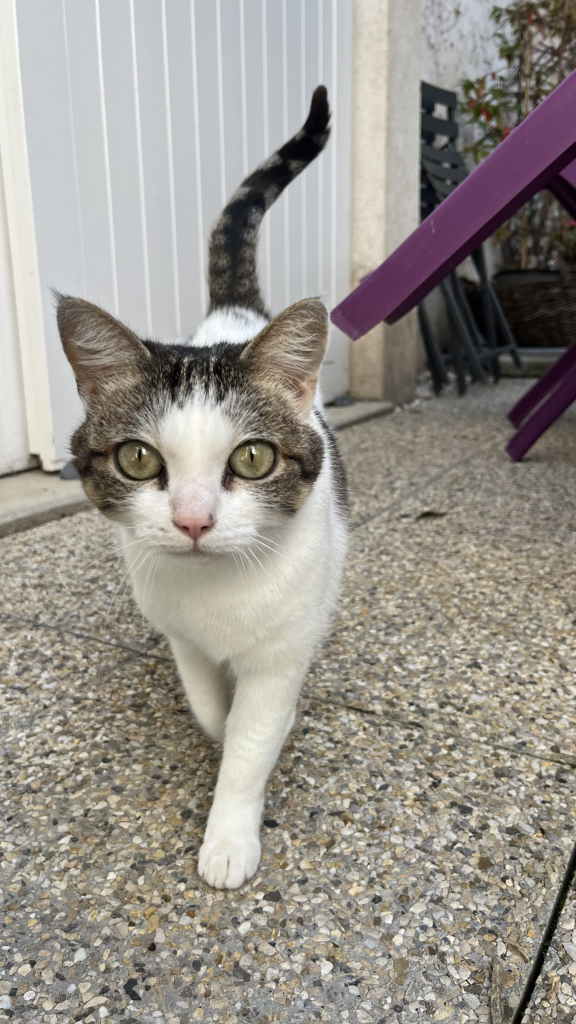 pet sitter roanne - garde animaux roanne - garde chat roanne - cat sitting roanne - cat sitter roanne