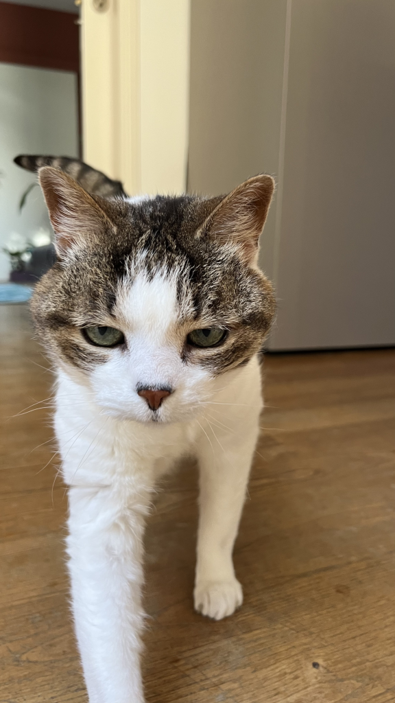 pet sitter roanne - garde animaux roanne - garde chat roanne - cat sitting roanne - cat sitter roanne