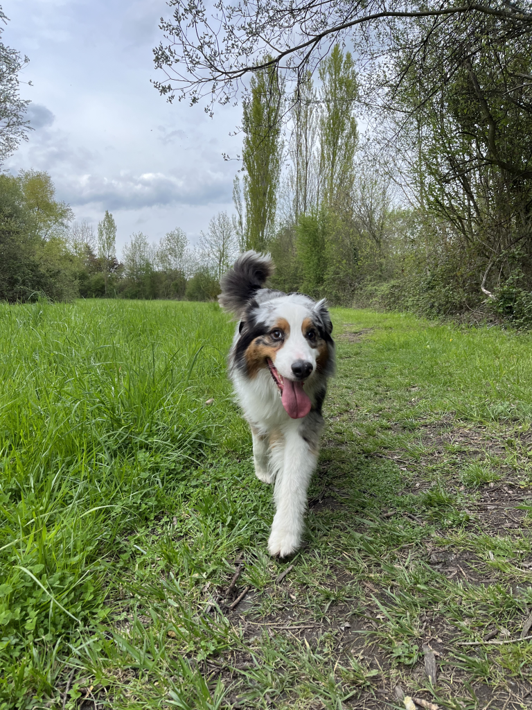 pet sitter roanne - garde animaux roanne - garde chien roanne - dog sitting roanne - dog sitter roanne