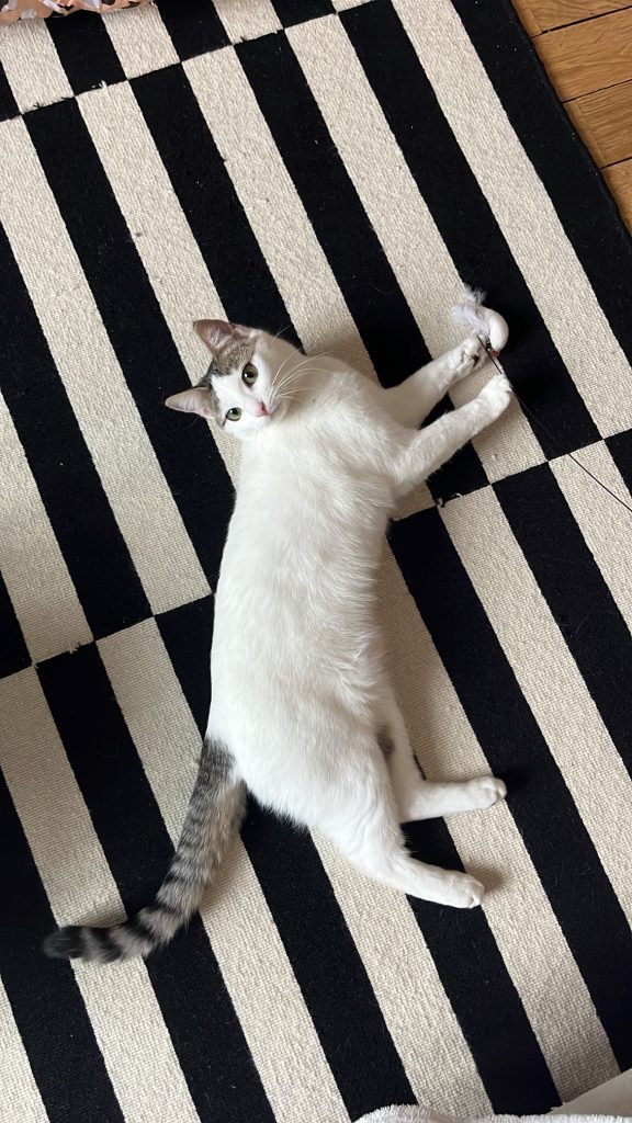 pet sitter roanne - garde animaux roanne - garde chat roanne - cat sitting roanne - cat sitter roanne