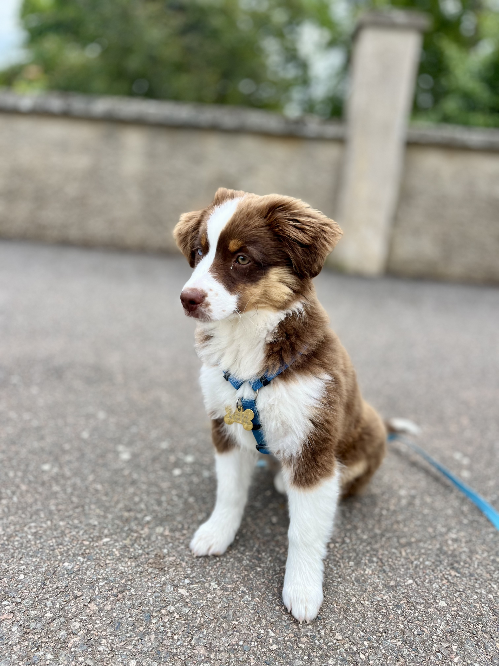 pet sitter roanne - garde animaux roanne - garde chien roanne - dog sitting roanne - dog sitter roanne