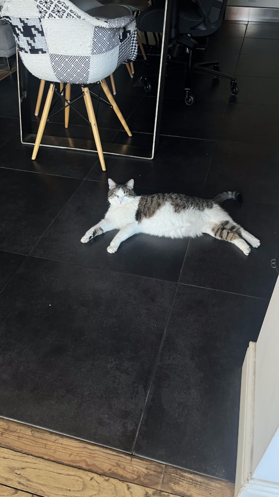 pet sitter roanne - garde animaux roanne - garde chat roanne - cat sitting roanne - cat sitter roanne