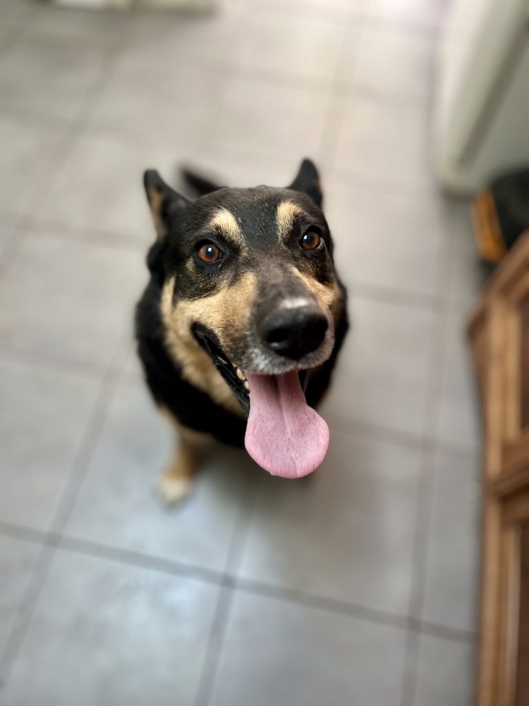 garde chien roanne - garde chien à domicile roanne - pet sitter roanne - garde animaux roanne - pet sitter - dog sitter roanne - dog sitter