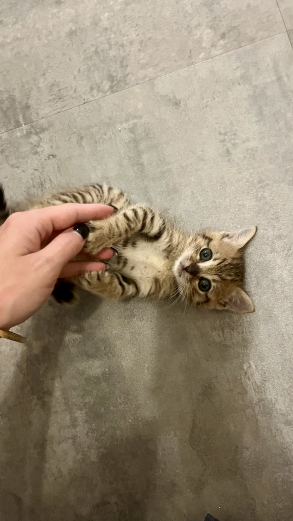 garde chat roanne -garde animaux roanne - pet sitter roanne - garde chat à domicile roanne - pet sitter