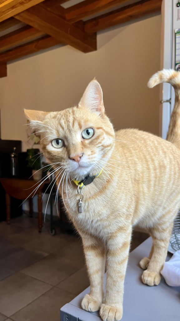 garde chat roanne -garde animaux roanne - pet sitter roanne - garde chat à domicile roanne - pet sitter