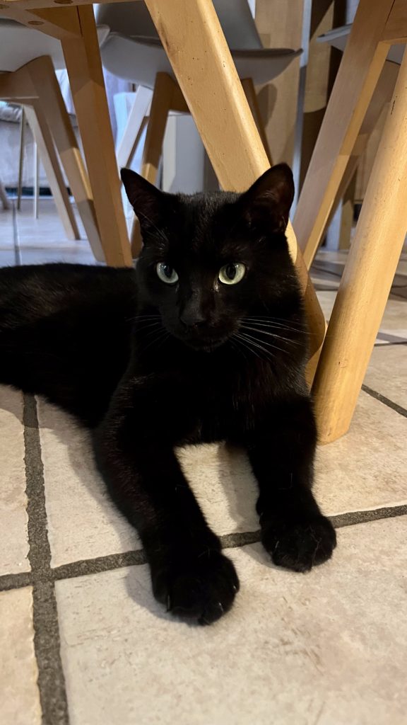 garde chat roanne -garde animaux roanne - pet sitter roanne - garde chat à domicile roanne - pet sitter