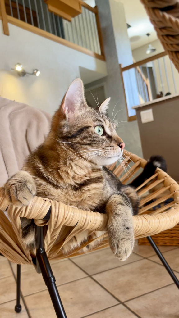 garde chat roanne -garde animaux roanne - pet sitter roanne - garde chat à domicile roanne - pet sitter