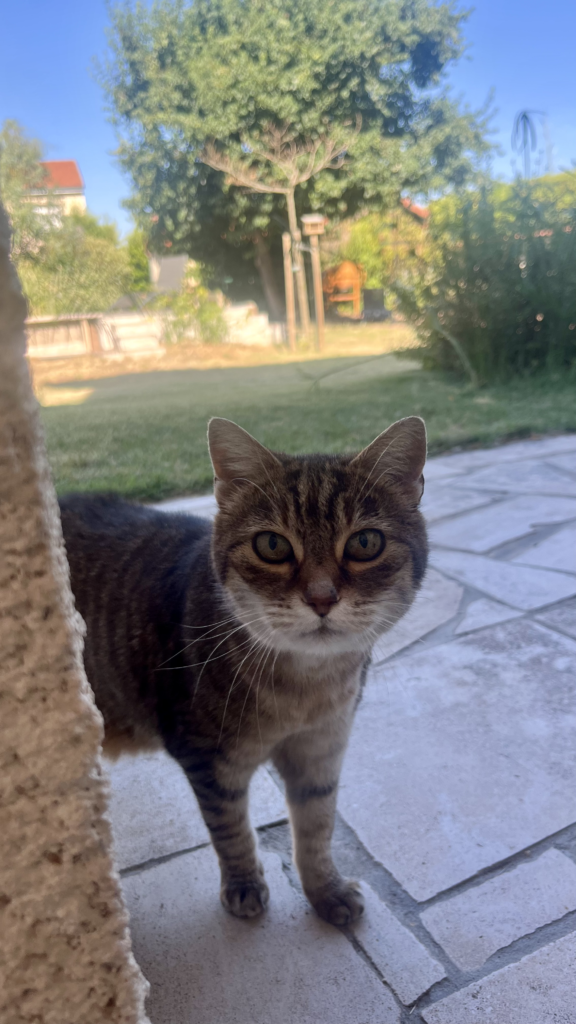 garde chat roanne -garde animaux roanne - pet sitter roanne - garde chat à domicile roanne - pet sitter