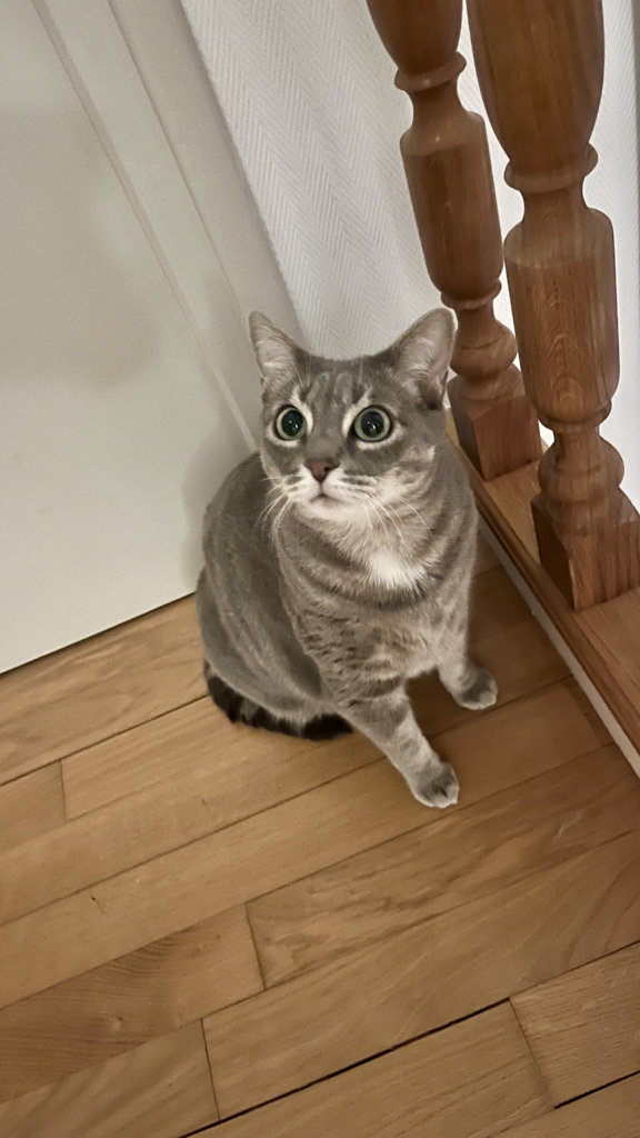 garde chat roanne -garde animaux roanne - pet sitter roanne - garde chat à domicile roanne - pet sitter