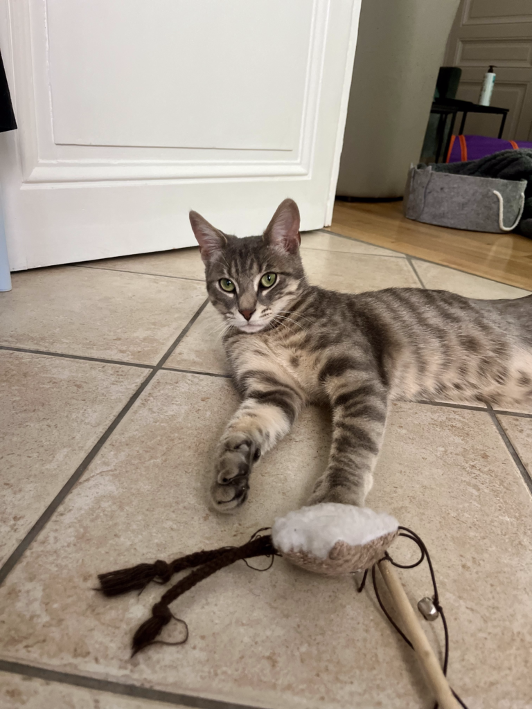 pet sitter roanne - garde animaux roanne - garde chat roanne - cat sitting roanne - cat sitter roanne