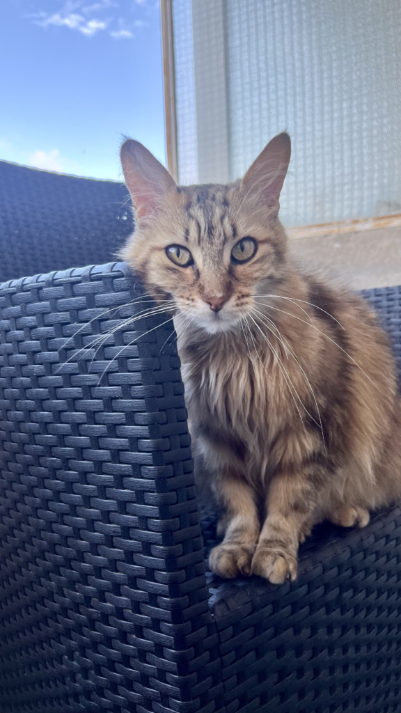 garde chat roanne -garde animaux roanne - pet sitter roanne - garde chat à domicile roanne - pet sitter