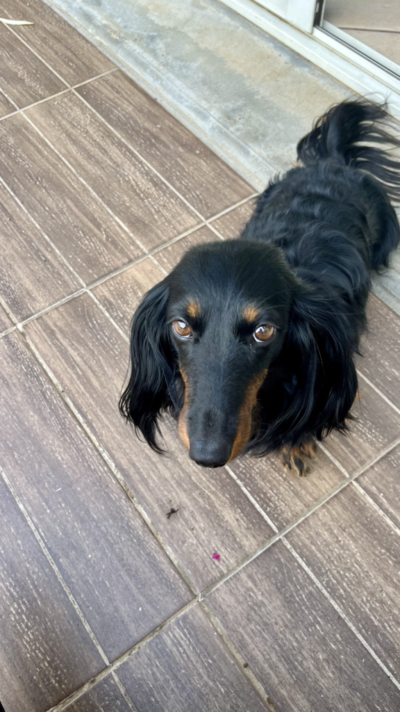 garde chien roanne - garde chien à domicile roanne - pet sitter roanne - garde animaux roanne - pet sitter - dog sitter roanne - dog sitter